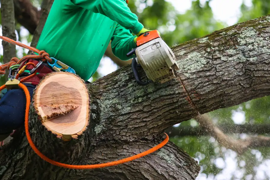 Affordable Tree Trimming Lafayette, CO