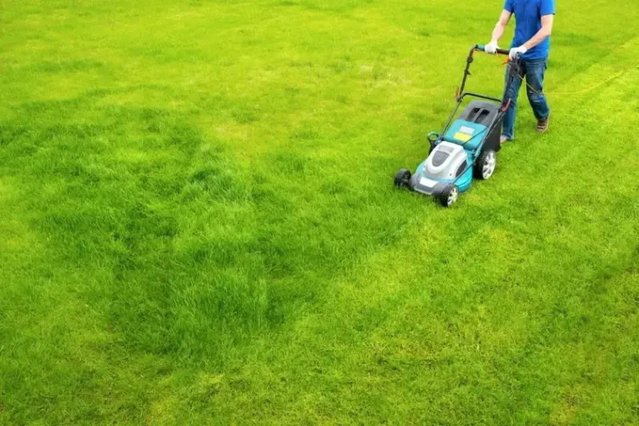 Why Grass Cutting Is Essential For Lawn Disease Prevention in Lafayette, CO Why Grass Cutting Is Essential For Lawn Disease Prevention in Lafayette, CO